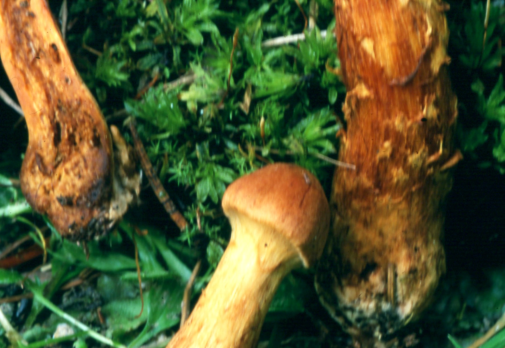 Cortinarius speciosissimus